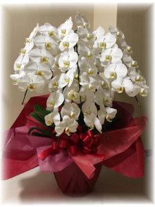 おめでとうございますのメッセージと一緒にお届け致します。ご贈答には胡蝶蘭を。｜「グリーンライフカナイ」　（石川県羽咋市の花キューピット加盟店 花屋）のブログ